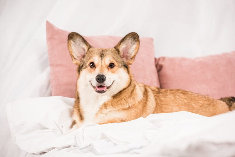 Produits pour animaux personnalisés smartphoto